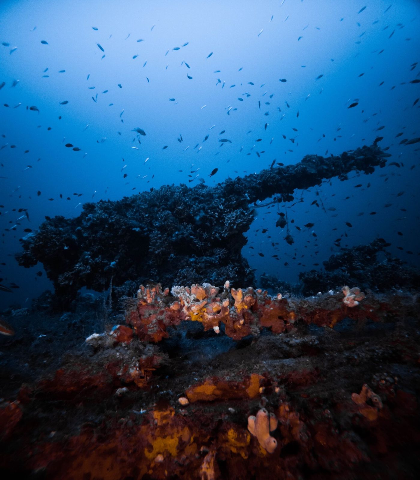 A heavily encrusted deck gun on a wreck, with orange sponges and a cloud of small fish around it