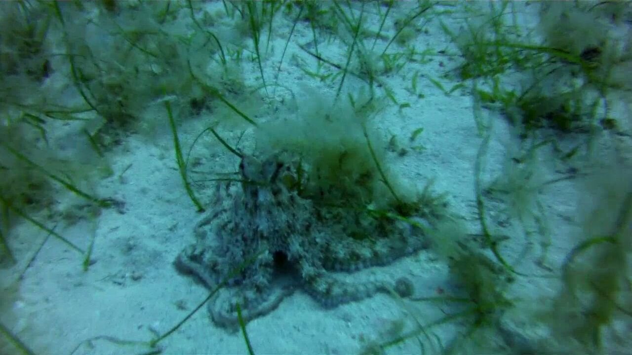 An octopus on the sandy seabed at Cirkewwa, Malta