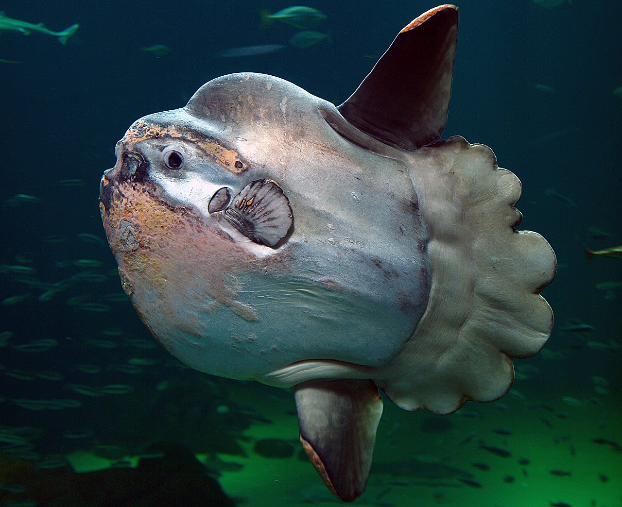An ocean sunfish (mola mola) up close — a giant swimming head with a startled expression